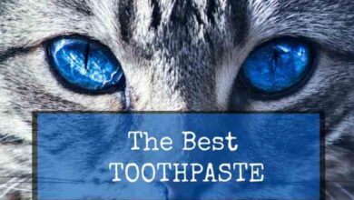 The Ultimate Guide to Homemade Cat Toothpaste: Benefits and Risks