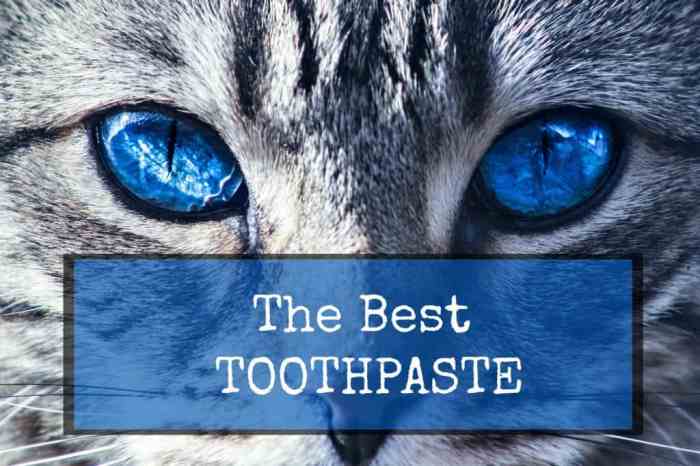 The Ultimate Guide to Homemade Cat Toothpaste: Benefits and Risks
