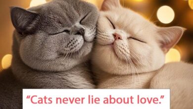 Quotes About Cats Love