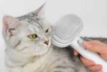 Does A Cat Slicker Brush Really Work? | Choose Best Brush for Your cat