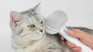 Does A Cat Slicker Brush Really Work? | Choose Best Brush for Your cat