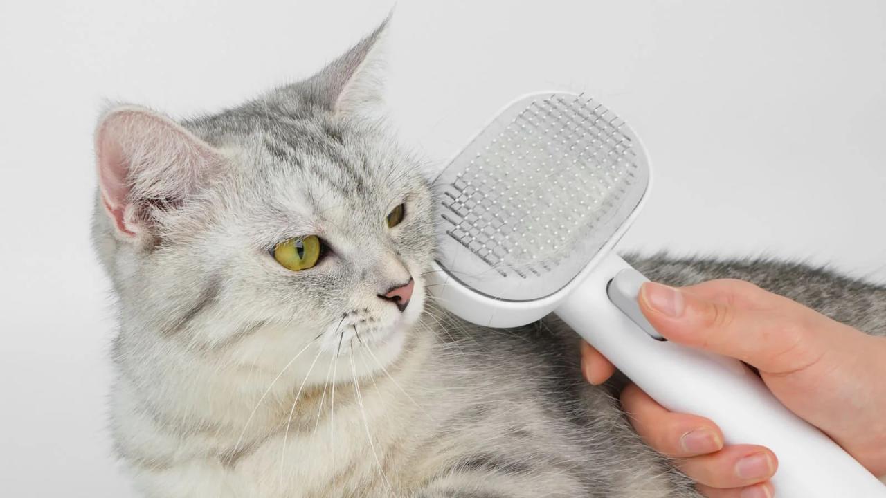 Does A Cat Slicker Brush Really Work? | Choose Best Brush for Your cat