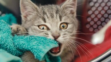 Why does my cat lick me then bite me? — Modern Vet