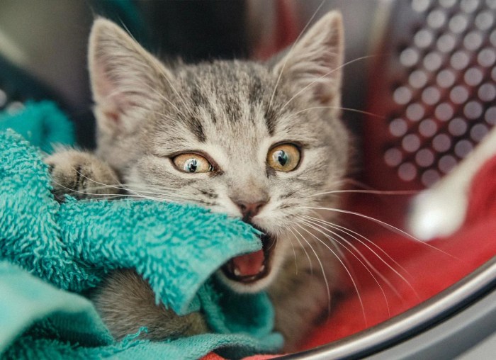 Why does my cat lick me then bite me? — Modern Vet