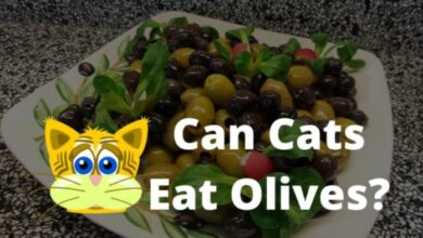 Cats olives