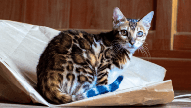 8 Cats That Look Like Leopards, Cheetahs, and Other Wild Felines ...