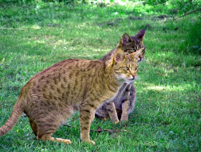 Domestic Cat That Looks Like A Cheetah