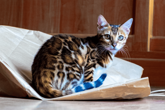 8 Cats That Look Like Leopards, Cheetahs, and Other Wild Felines ...
