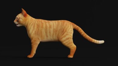 Orange Tabby Cat - Superhive (formerly Blender Market)