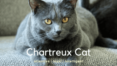 Chartreux Cat Breed Information - Pets Online