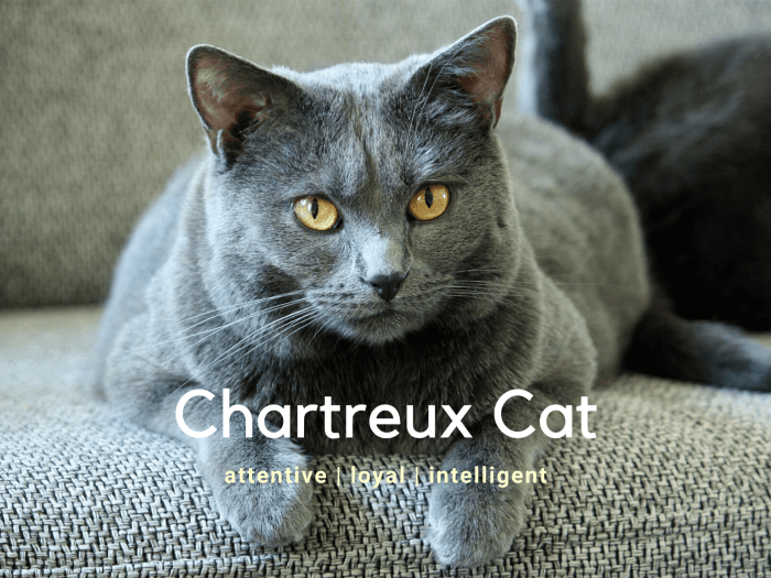 Chartreux Cat Breed Information - Pets Online
