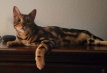 10 Cat Breeds That Look Like Wild Animals