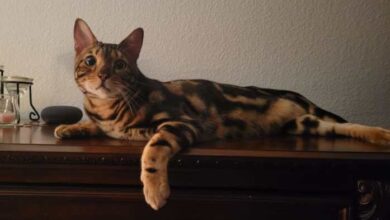 10 Cat Breeds That Look Like Wild Animals