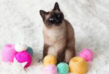 Siamese cat pricing