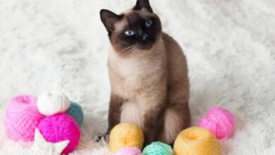 Siamese cat pricing