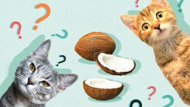 Can Cats Eat Coconut: Is It Safe And Beneficial? | PetShun