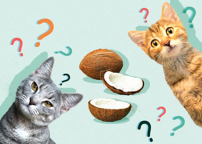 Can Cats Eat Coconut: Is It Safe And Beneficial? | PetShun