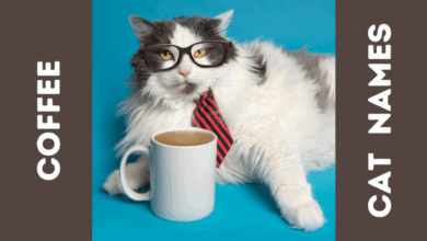 50+ Unique Cat Cafe Name Ideas