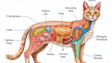 Cat Internal Organs Diagram A Diagram Of A Cats Body With The Word