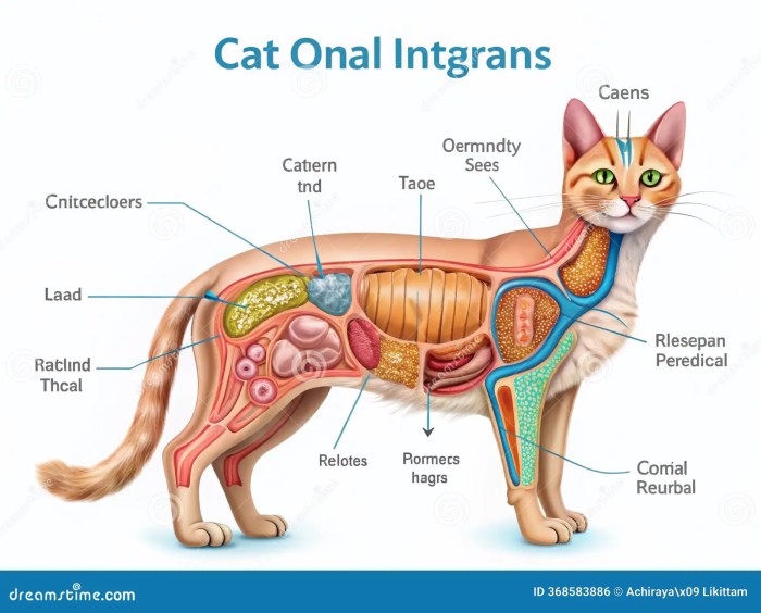 Cat Internal Organs Diagram A Diagram Of A Cats Body With The Word