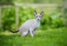Weird looking cat breed