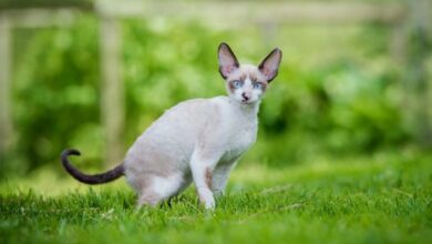 Weird looking cat breed