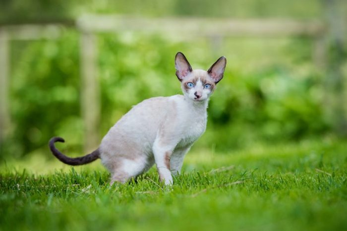 Weird looking cat breed