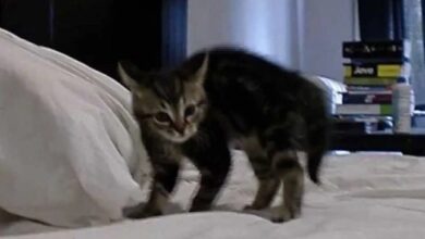 Delightful Kitten Does the Crab Walk!
