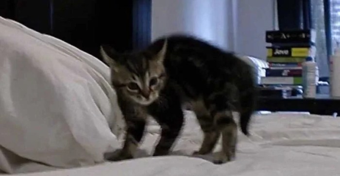 Delightful Kitten Does the Crab Walk!