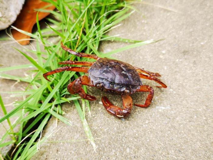 Crab walking down the stairs : r/crabcats