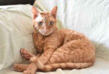 Curly Coat Cat Breeds at Hayley Forster blog