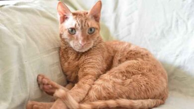 Curly Coat Cat Breeds at Hayley Forster blog
