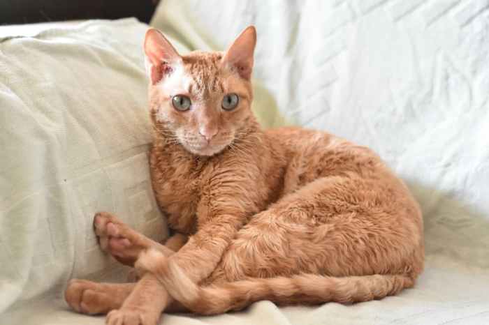 Curly Coat Cat Breeds at Hayley Forster blog
