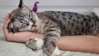 10 Signs Your Cat Is Obsessed With You - Cats.com