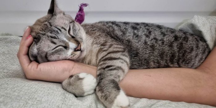 10 Signs Your Cat Is Obsessed With You - Cats.com