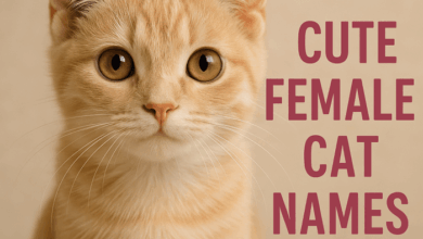 200+ Cute Girl Cat Names Perfect for Your Purr-ty Princess
