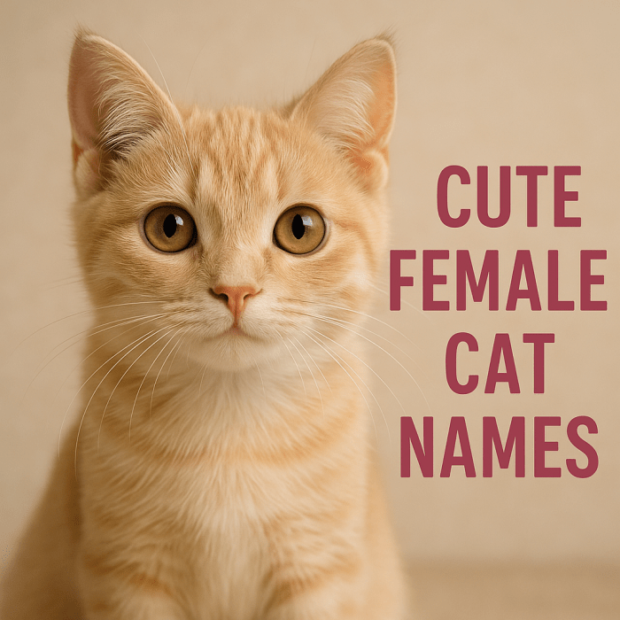 200+ Cute Girl Cat Names Perfect for Your Purr-ty Princess