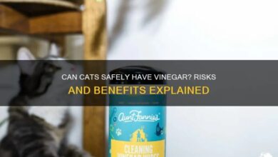 Can Cats Safely Have Vinegar? Risks And Benefits Explained | PetShun