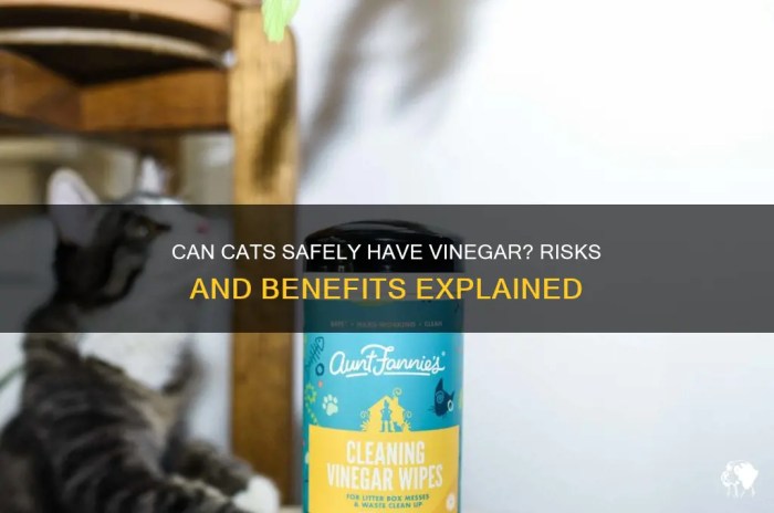 Can Cats Safely Have Vinegar? Risks And Benefits Explained | PetShun