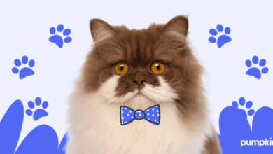 250 Unique Male Cat Names that You will Love: Best Boy Cat Names for ...