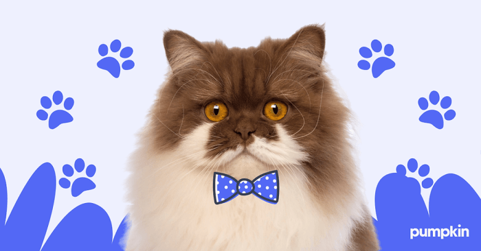 250 Unique Male Cat Names that You will Love: Best Boy Cat Names for ...