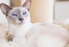 Lilac Point Siamese Cats: A Blend of Grace and Soft Hues