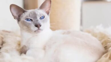 Lilac Point Siamese Cats: A Blend of Grace and Soft Hues