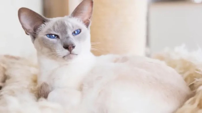 Lilac Point Siamese Cats: A Blend of Grace and Soft Hues