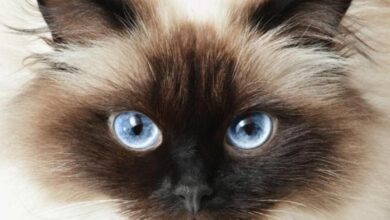 What Does Brown Spots On Eyes Mean - Infoupdate.org