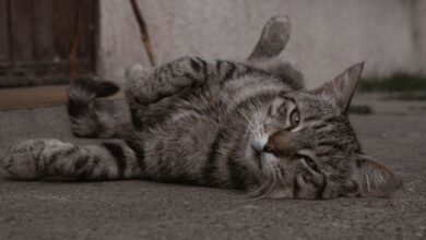 Sudden back leg weakness in normal healthy cat : r/vet