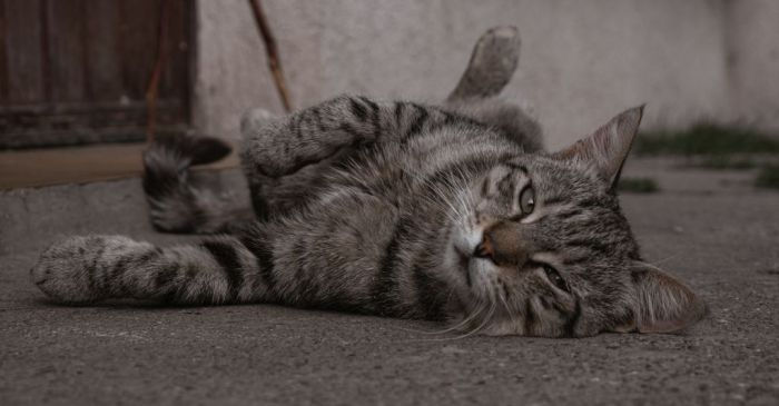 Sudden back leg weakness in normal healthy cat : r/vet
