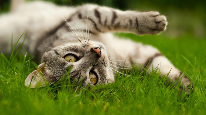 Is diatomaceous earth safe for cats