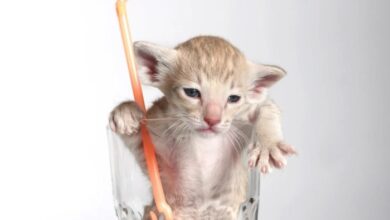 Cat Hiccups - What you need to know » Petsoid