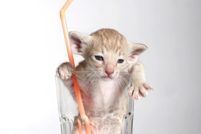 Cat Hiccups - What you need to know » Petsoid